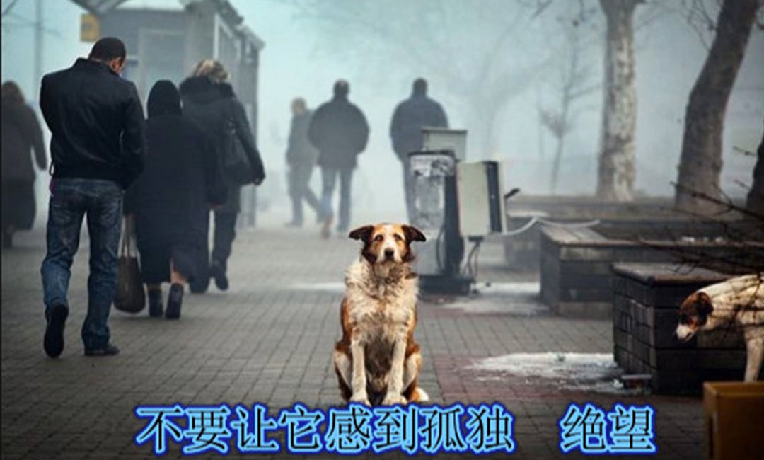 红河爱影圈微博微信转发案例